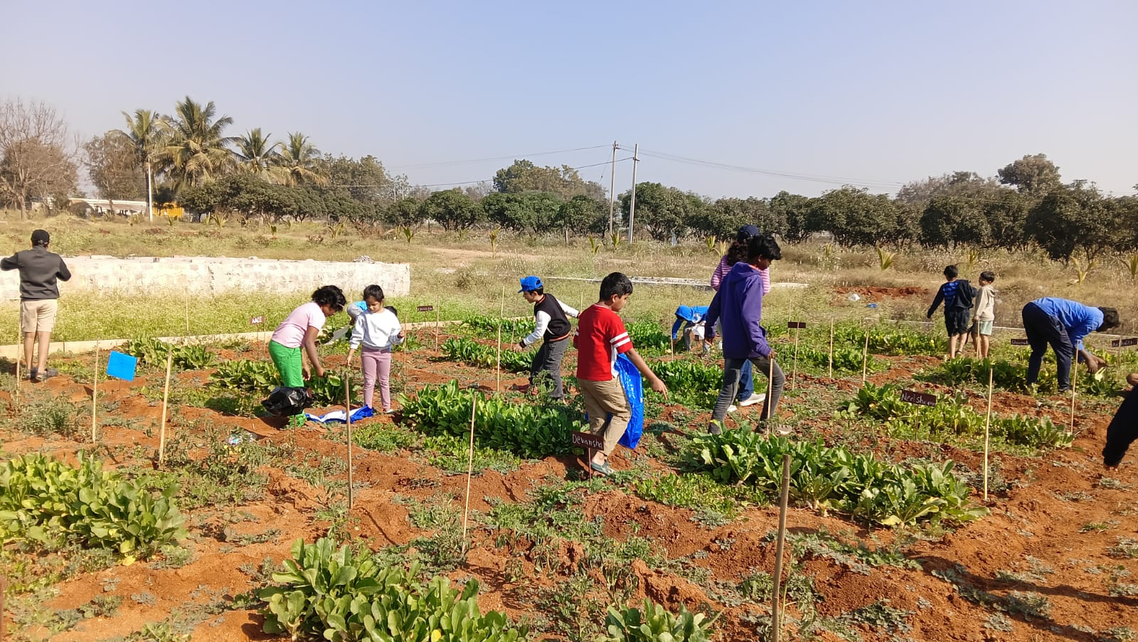 Seeds to Vegetables – Week 7: A Day of Harvest and Happiness