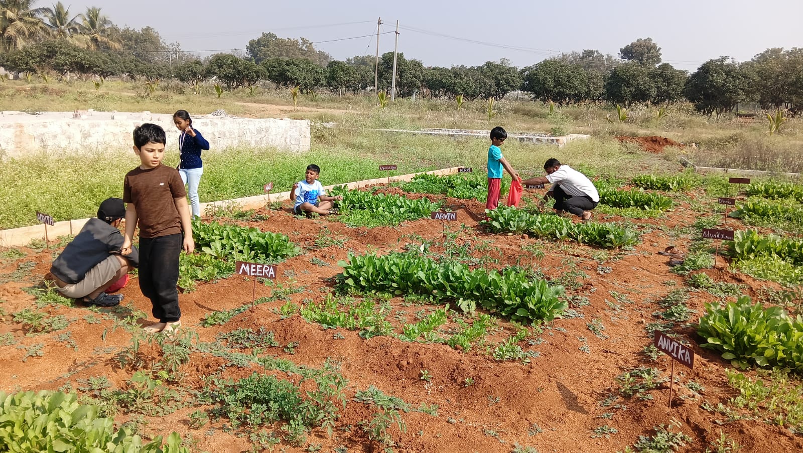 Seeds to Vegetables Program – Session 6: A Day of Creativity, Learning, and Farm Discovery